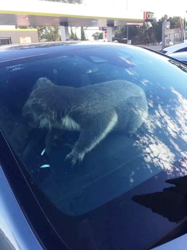 В Австралии коала \"устроила\" ДТП. ФОТО В Австралии коала \"устроила\" ДТП. ФОТО