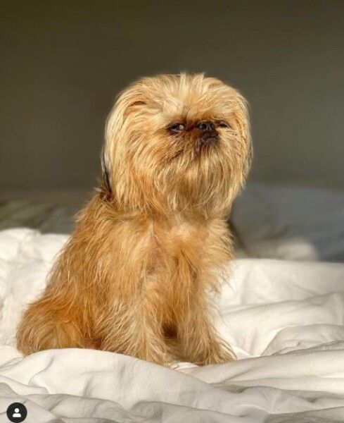 сердитый пес сердитый пес, Бучи, мем