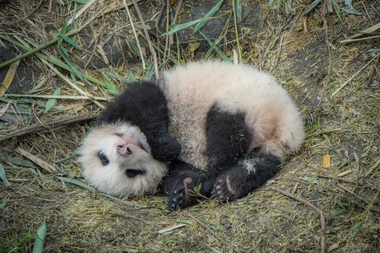 Как в Китае выращивают панд (ФОТО)