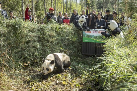 Как в Китае выращивают панд (ФОТО)