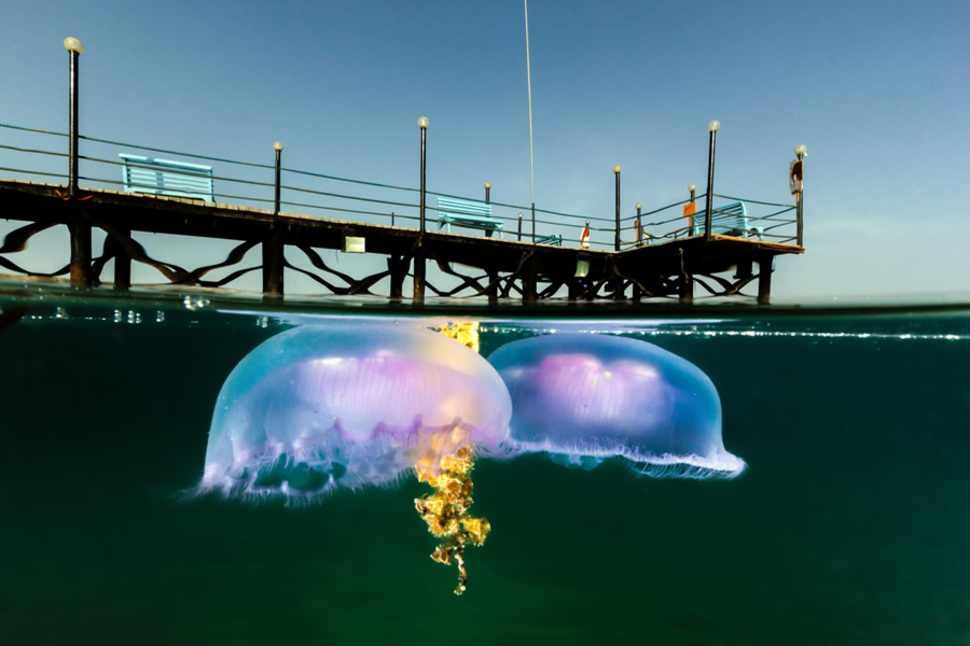 Фотографии на грани двух миров: под водой и над ней. ФОТО