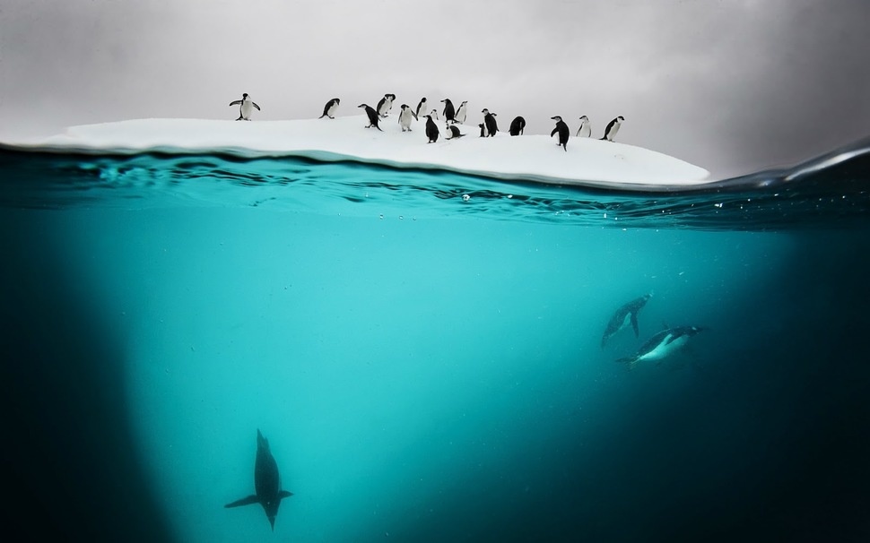 Фотографии на грани двух миров: под водой и над ней. ФОТО