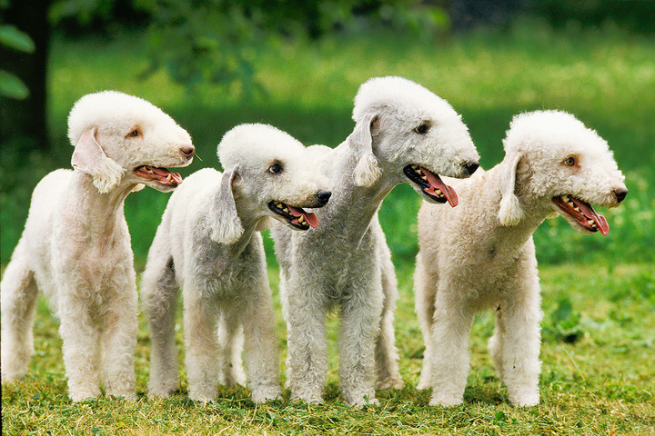 Самые необычные собаки: топ 10 пород. ФОТО