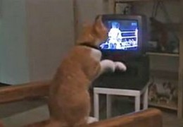 Кот боксирует смотря по телевизору спаринг (Видео)