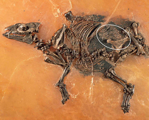 Найдена беременная лошадь, жившая 47 миллионов лет назад
