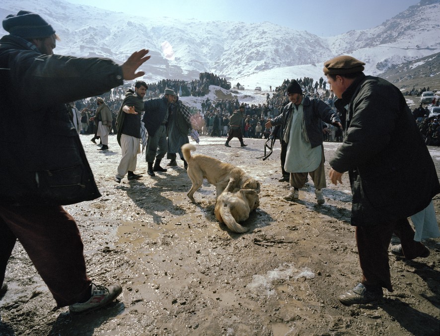 Собачьи бои - национальное достояние Афганистана. ФОТО