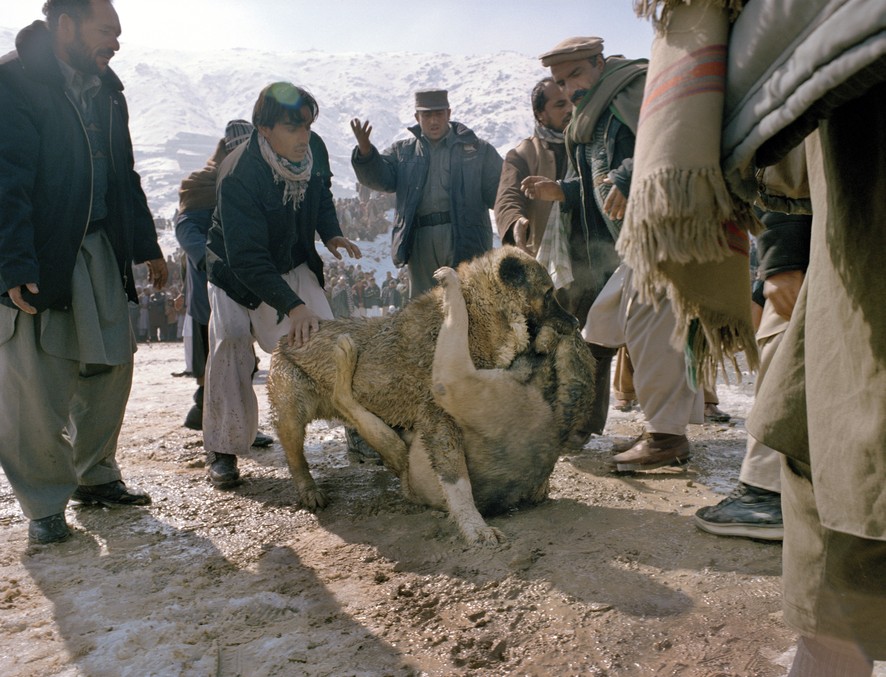 Собачьи бои - национальное достояние Афганистана. ФОТО