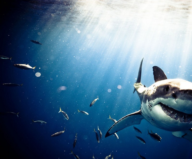 Удивительные снимки с акулами от голливудского фотографа