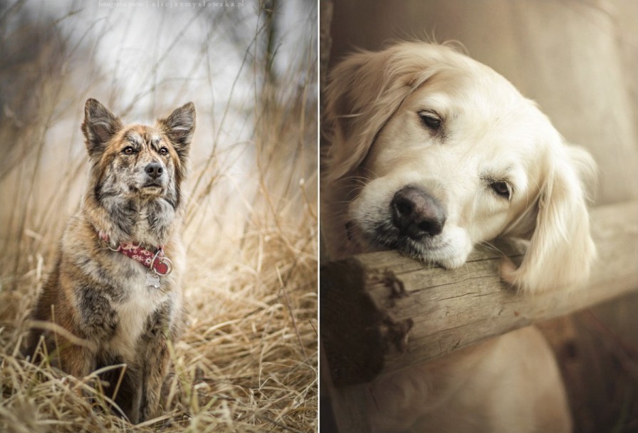 Самые лучшие  портреты собак. ФОТО
