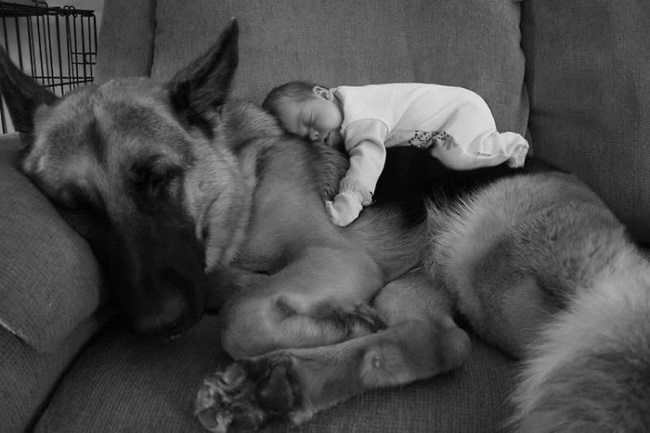 Маленькие дети и их большие собаки. ФОТО