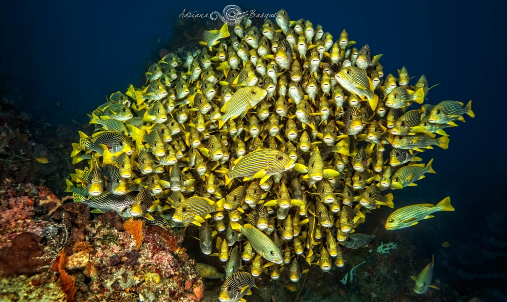 Побег из офиса в яркий мир коралловых рифов. ФОТО
