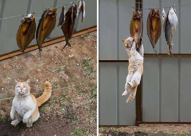 Шаловливые коты, которые пытались что-то украсть. ФОТО