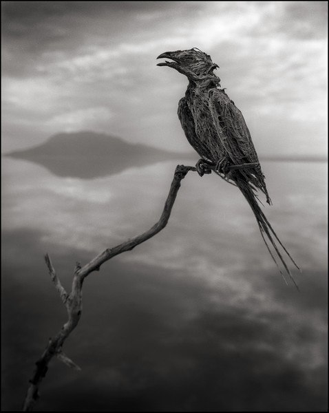 Зловещее озеро в Танзании превращает птиц в камень. ФОТО
