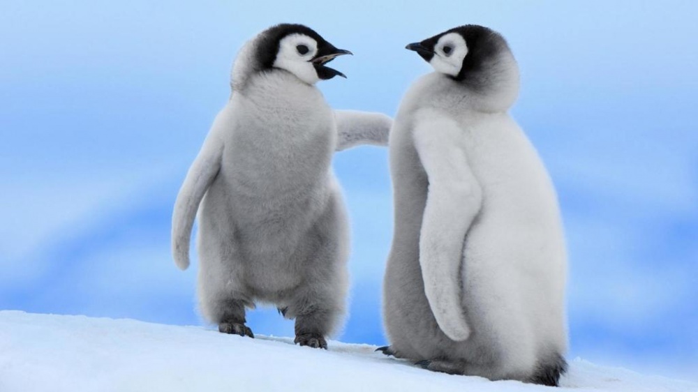 Пингвины — это ласточки, которые ели после шести. ФОТО