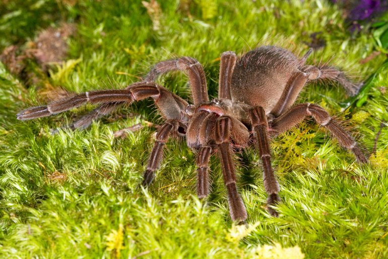 Самый большой паук в мире. ФОТО