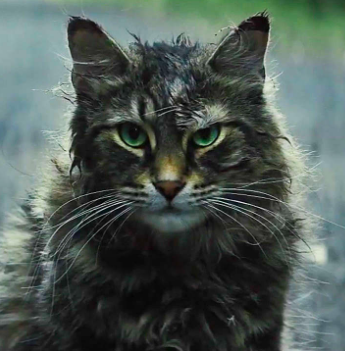 Животные-актеры, которые покорили сердца зрителей. ФОТО Животные-актеры, которые покорили сердца зрителей. ФОТО