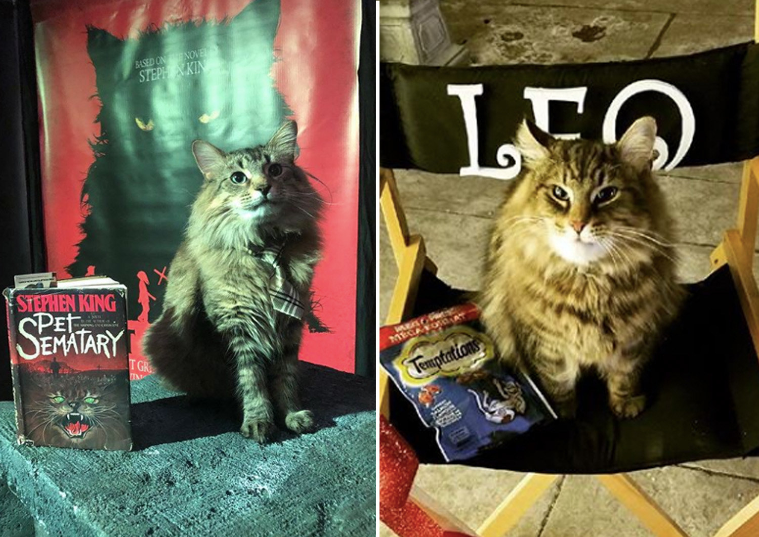 Животные-актеры, которые покорили сердца зрителей. ФОТО Животные-актеры, которые покорили сердца зрителей. ФОТО