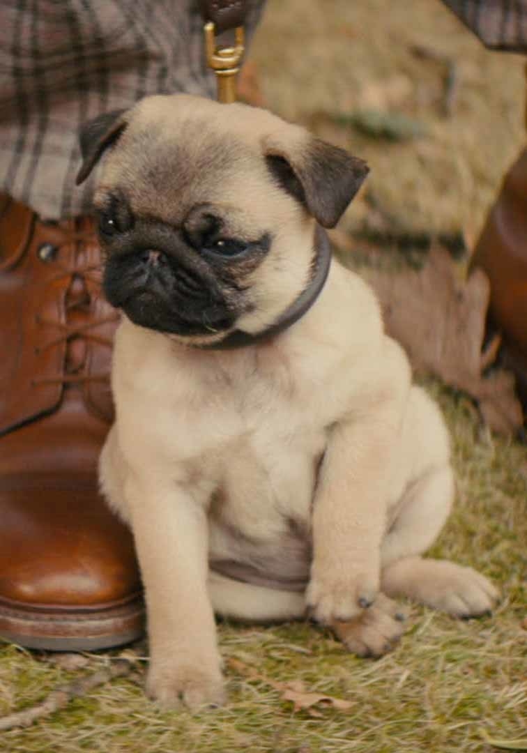 Животные-актеры, которые покорили сердца зрителей. ФОТО Животные-актеры, которые покорили сердца зрителей. ФОТО