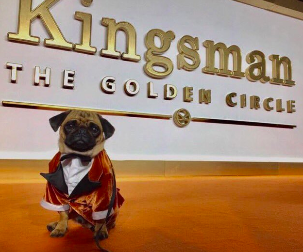 Животные-актеры, которые покорили сердца зрителей. ФОТО Животные-актеры, которые покорили сердца зрителей. ФОТО