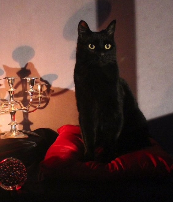 Животные-актеры, которые покорили сердца зрителей. ФОТО Животные-актеры, которые покорили сердца зрителей. ФОТО