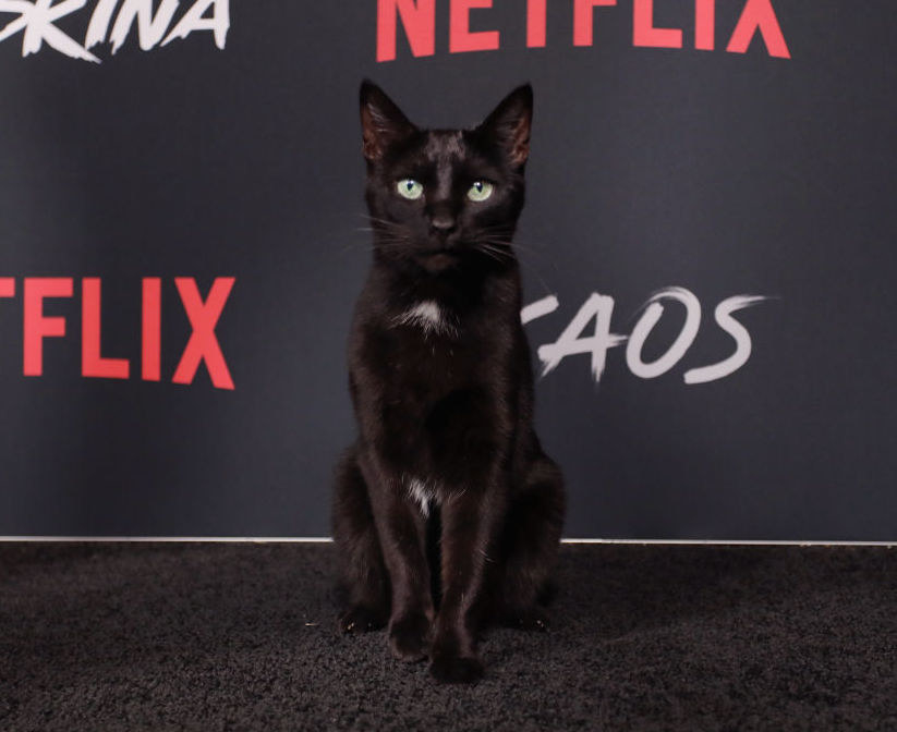 Животные-актеры, которые покорили сердца зрителей. ФОТО Животные-актеры, которые покорили сердца зрителей. ФОТО