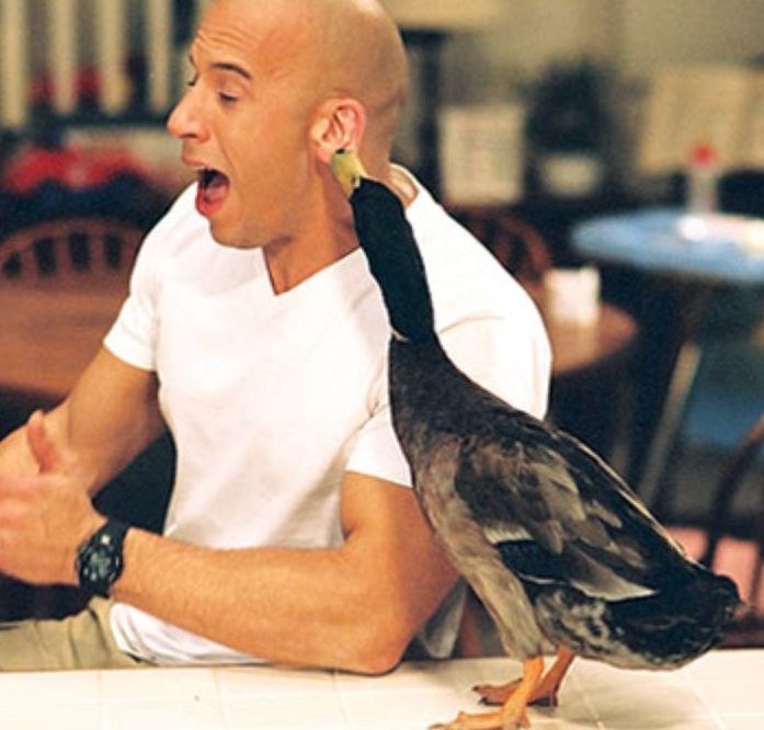 Животные-актеры, которые покорили сердца зрителей. ФОТО Животные-актеры, которые покорили сердца зрителей. ФОТО