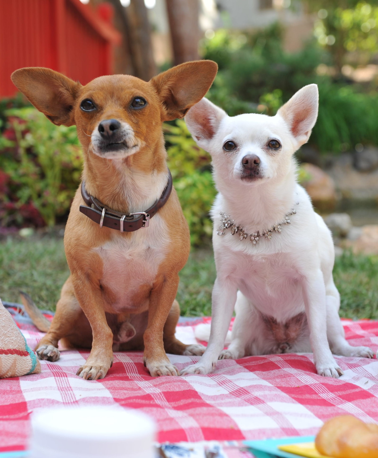 Животные-актеры, которые покорили сердца зрителей. ФОТО Животные-актеры, которые покорили сердца зрителей. ФОТО