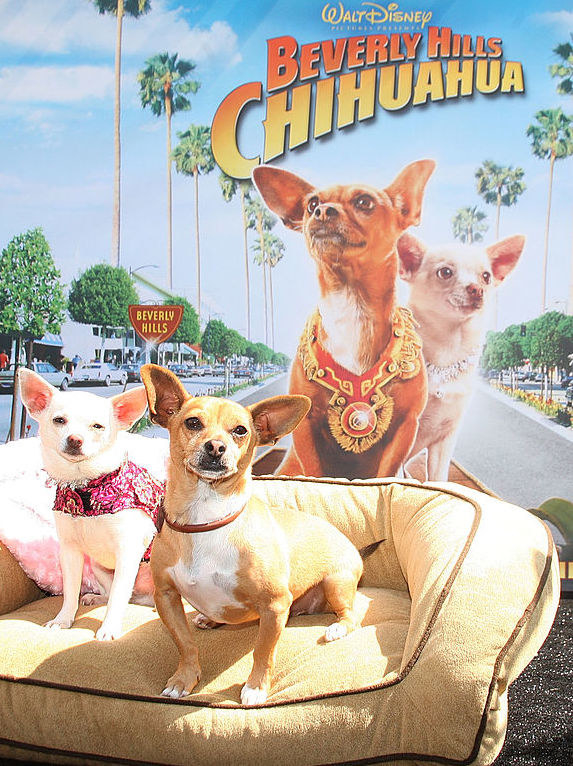 Животные-актеры, которые покорили сердца зрителей. ФОТО Животные-актеры, которые покорили сердца зрителей. ФОТО