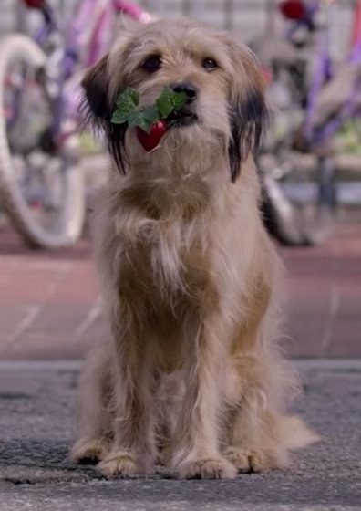 Животные-актеры, которые покорили сердца зрителей. ФОТО Животные-актеры, которые покорили сердца зрителей. ФОТО