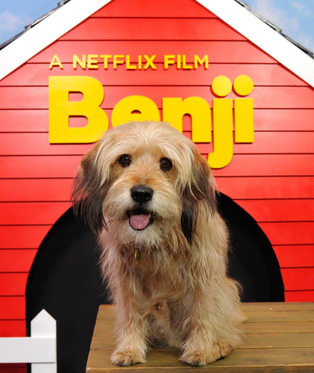 Животные-актеры, которые покорили сердца зрителей. ФОТО Животные-актеры, которые покорили сердца зрителей. ФОТО