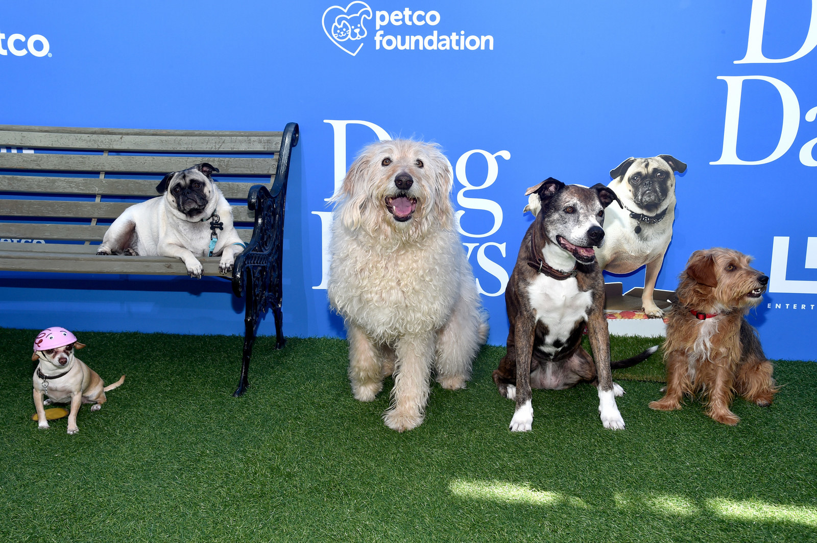 Животные-актеры, которые покорили сердца зрителей. ФОТО Животные-актеры, которые покорили сердца зрителей. ФОТО