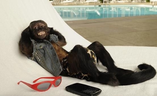 Животные-актеры, которые покорили сердца зрителей. ФОТО Животные-актеры, которые покорили сердца зрителей. ФОТО