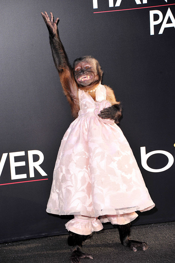 Животные-актеры, которые покорили сердца зрителей. ФОТО Животные-актеры, которые покорили сердца зрителей. ФОТО