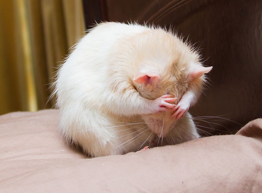 Самый счастливый крысенок на свете поднимет настроение. ФОТО