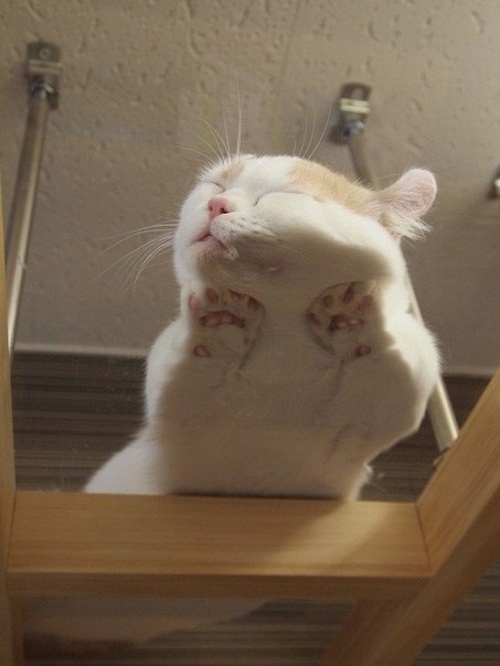 Необычный ракурс: коты, сидящие на стеклянных столиках