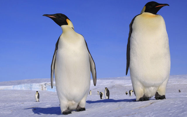 Ученые нашли пингвинов с ростом 2 метра