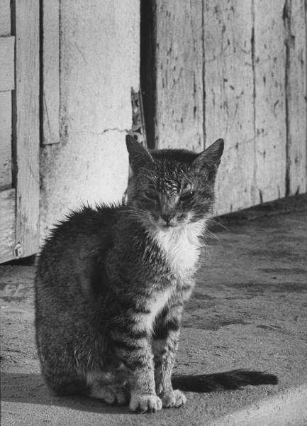 Как выглядит кошачий рай. 1957г. ФОТО