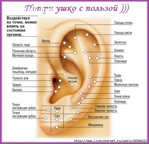 Аурикулотерапия: потри ушко с пользой!