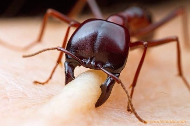 Как кусаются муравьи. Теперь ты видел больше. ФОТО