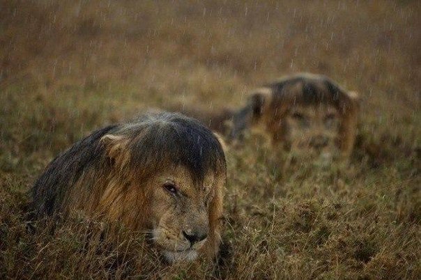 Львы под дождем. ФОТО