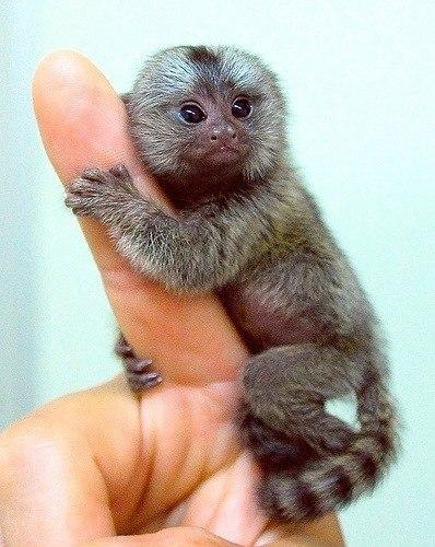 Мармозетка - самая маленькая обезьянка, размер которой - около 12см. ФОТО