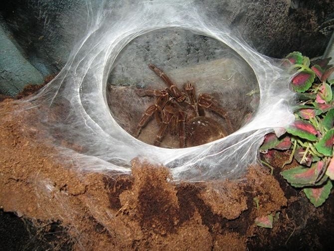 Самый крупный в мире паук птицеед достигает размера в 25 сантиметров. ФОТО