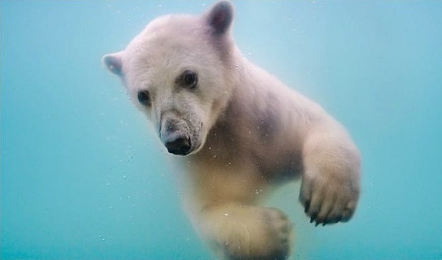 Полярные медведи под водой. Добрые и искренние фото
