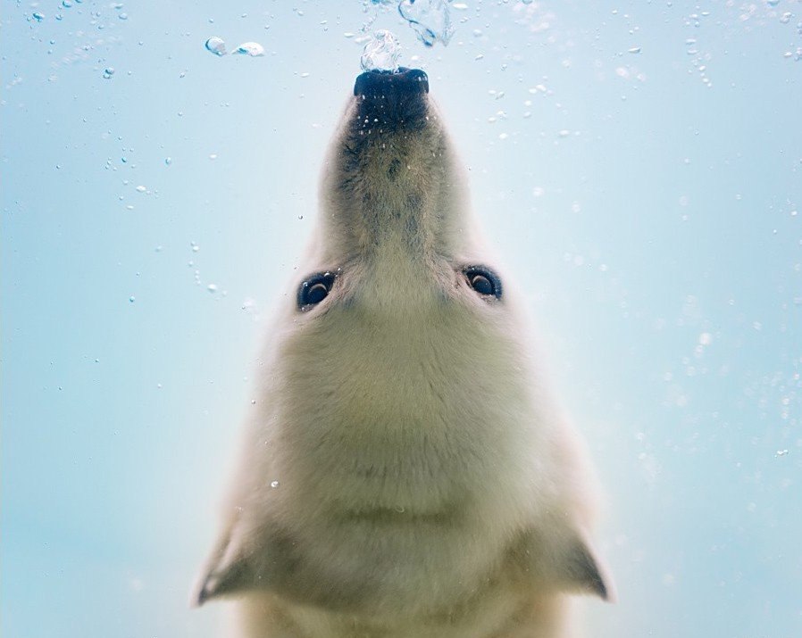 Полярные медведи под водой. Добрые и искренние фото