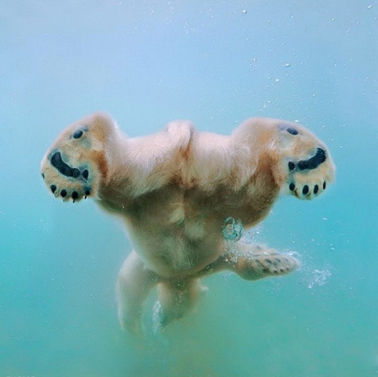 Полярные медведи под водой. Добрые и искренние фото