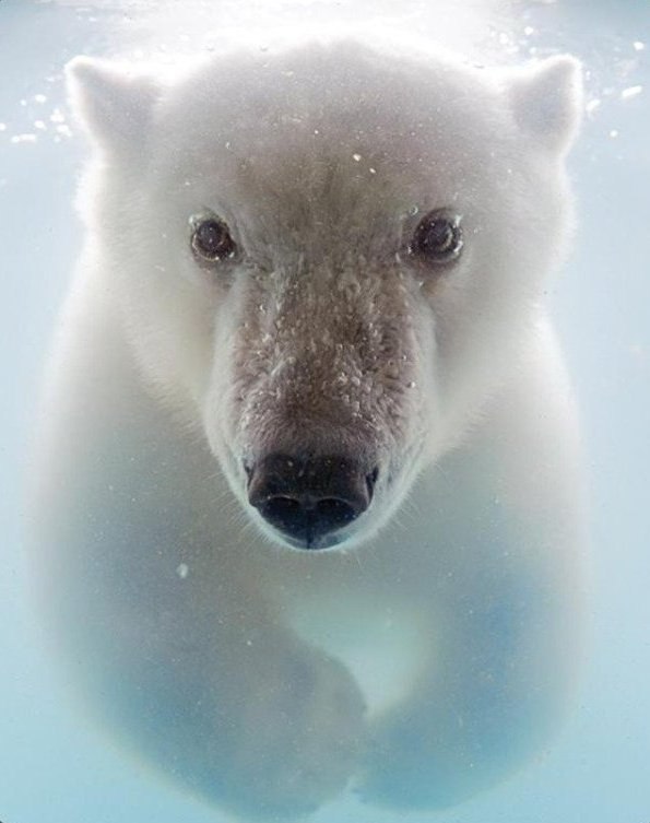 Полярные медведи под водой. Добрые и искренние фото