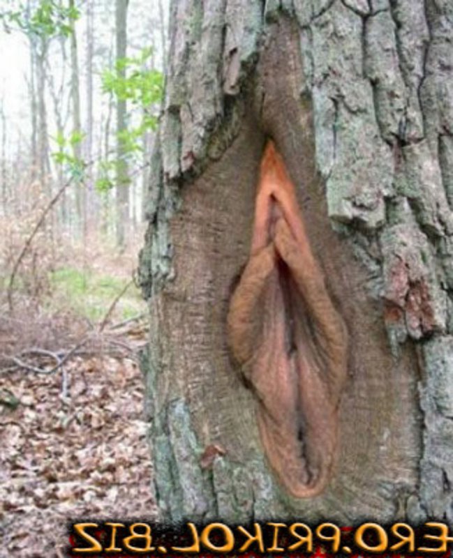 Шутки природы: дерево-вагина. ФОТО