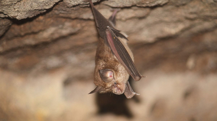 Подковоносые летучие мыши