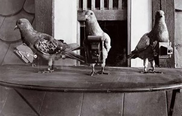 Давний прототип беспилотников: голуби фотографы на войне, 1909 г. ФОТО