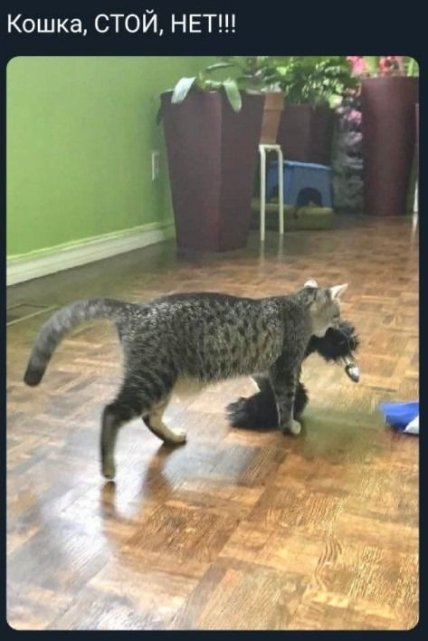 Приколы с котами